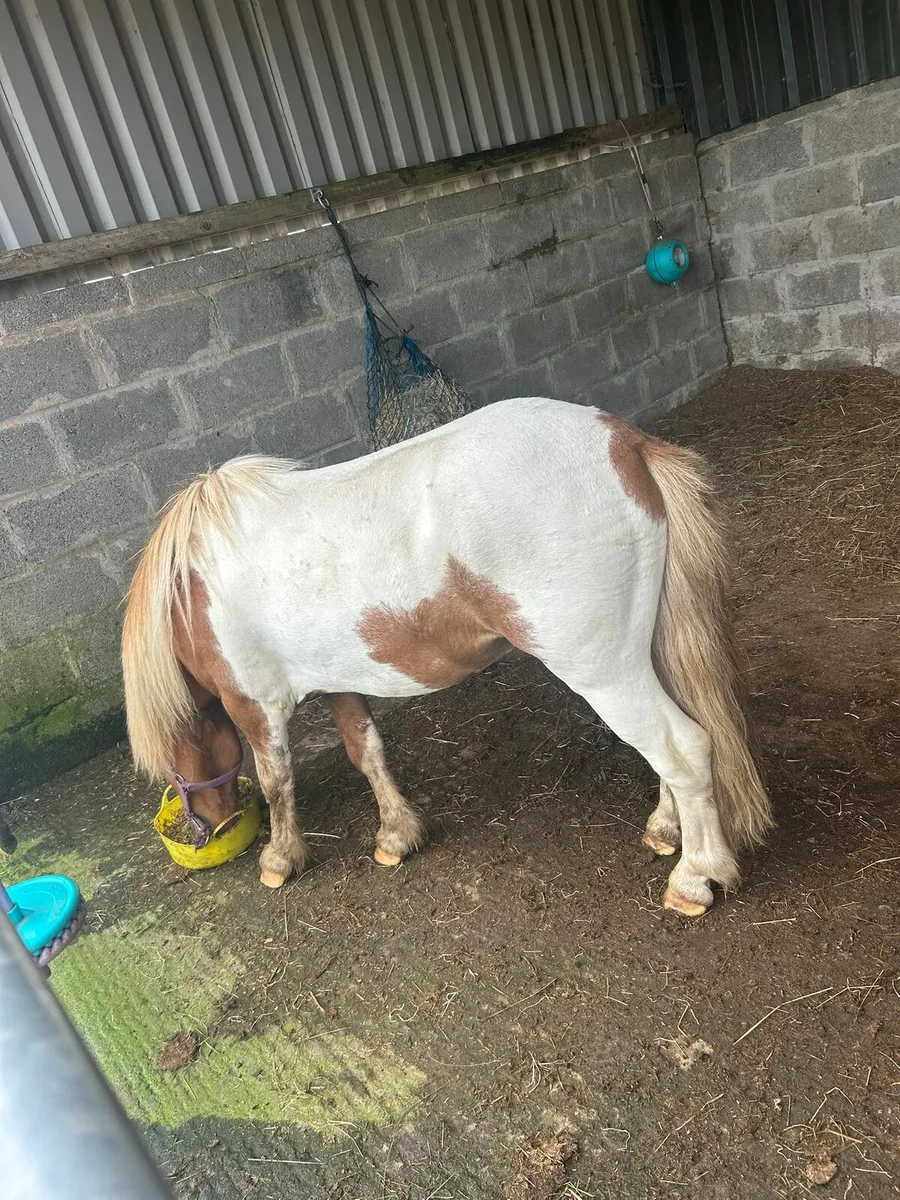 Shetland ponys - Image 4