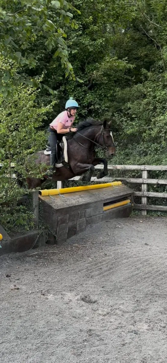 14.2 pony - Image 2