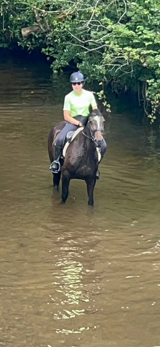 14.2 pony - Image 3