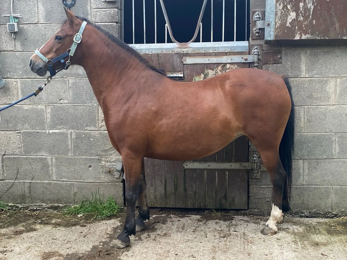Pony - Image 2