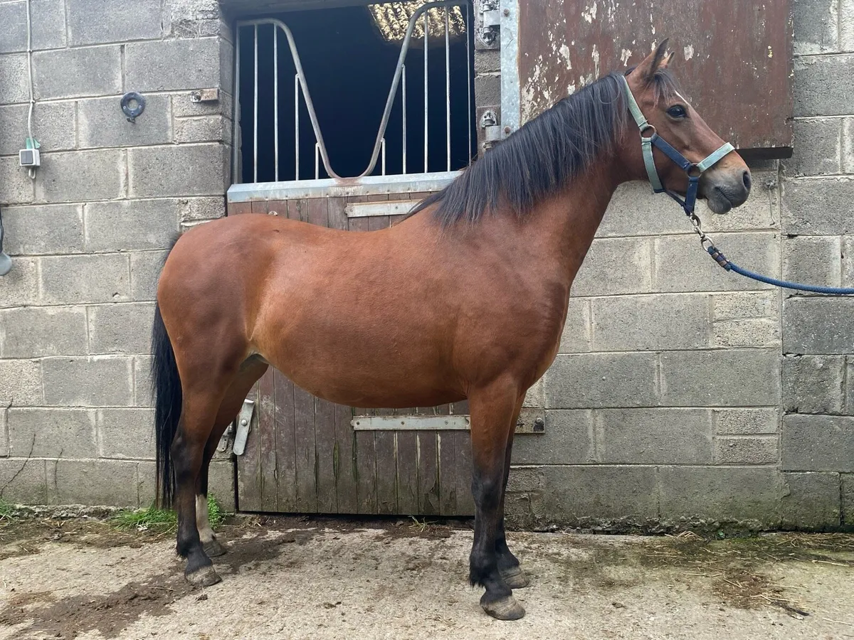 Pony - Image 3