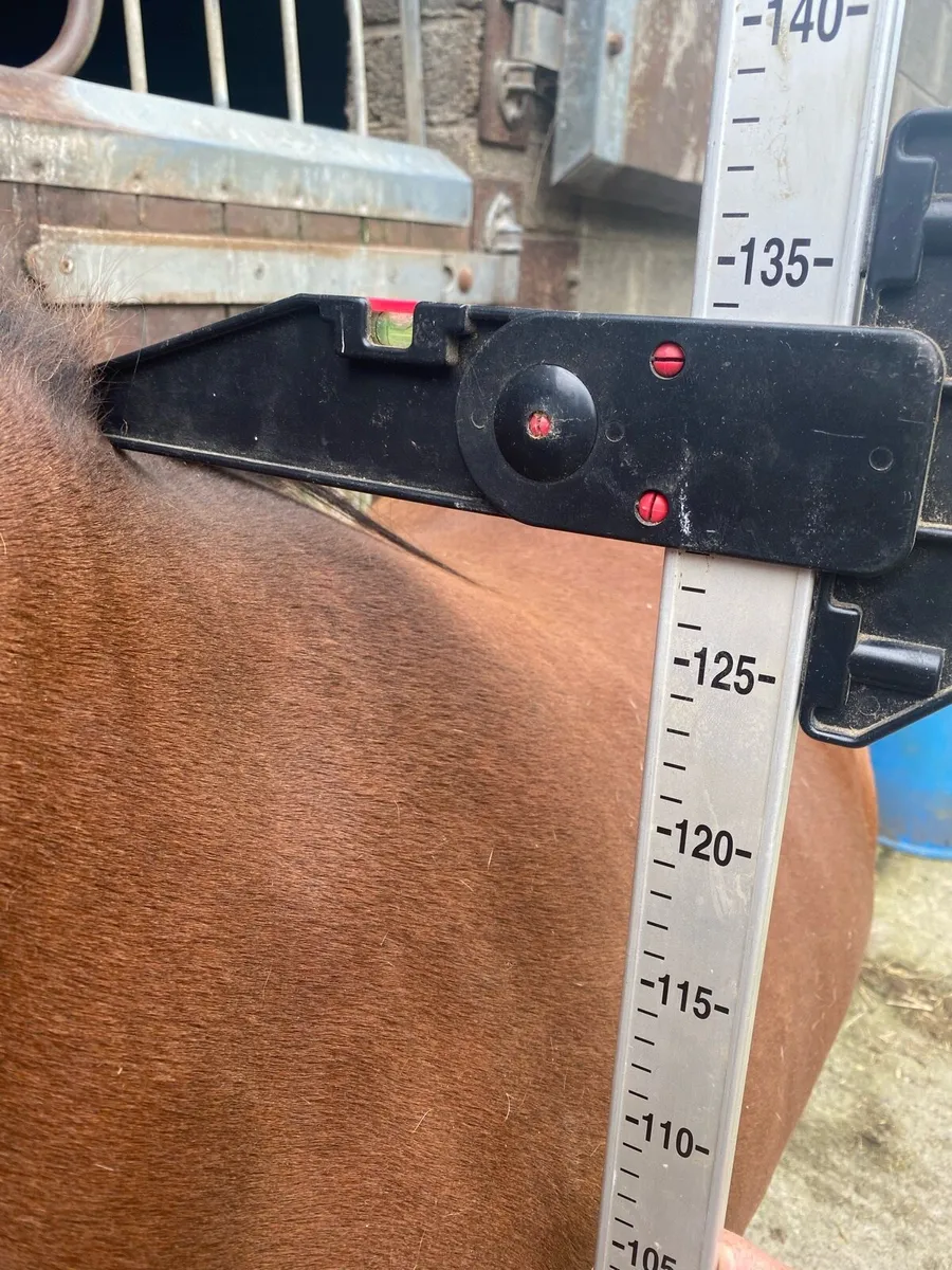 Pony - Image 4
