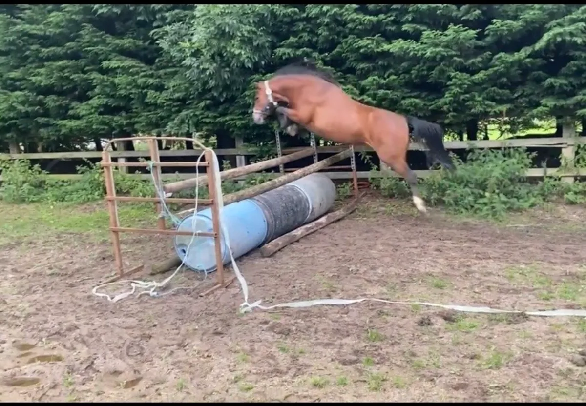 Pony - Image 1