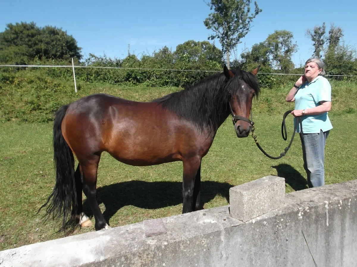 pony - Image 1