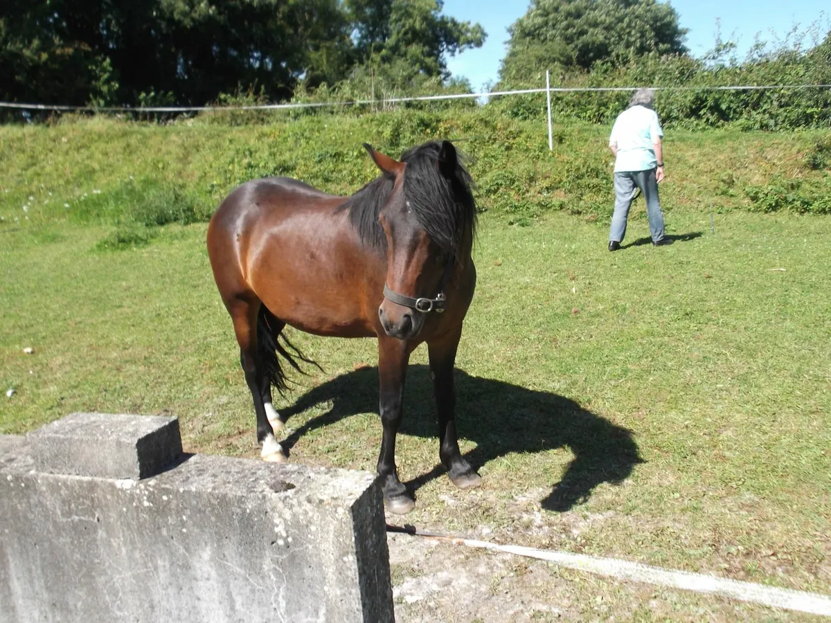 pony - Image 2