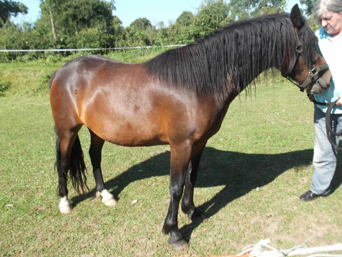 pony - Image 3