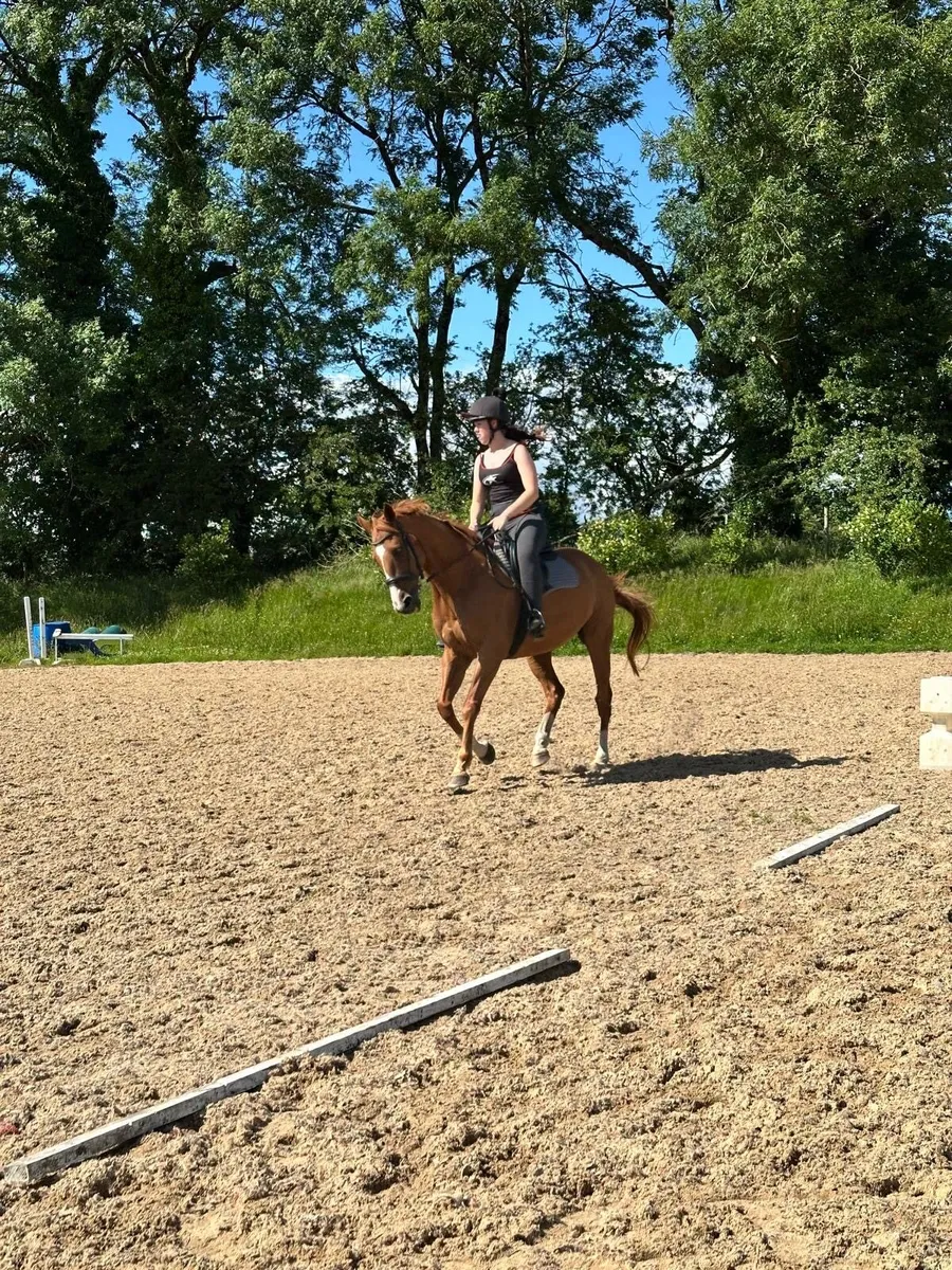 Riding club/all rounder - Image 1