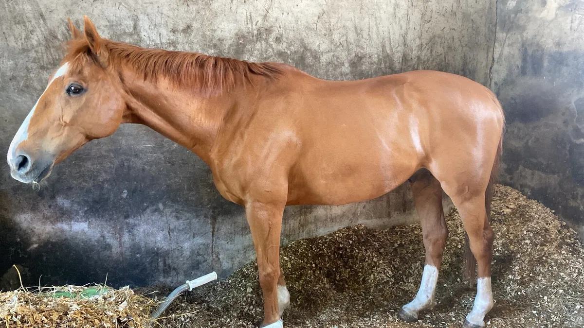 Riding club/all rounder - Image 2