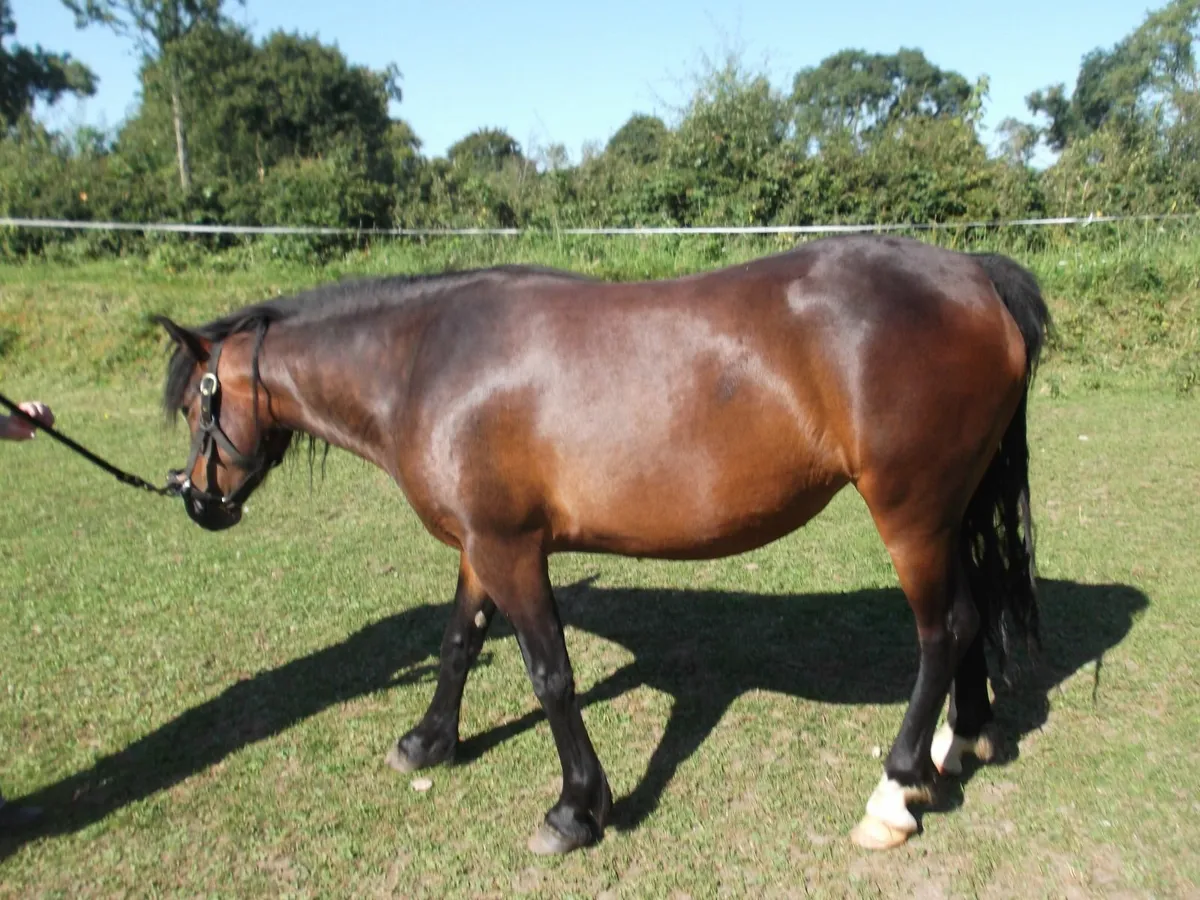 pony - Image 4
