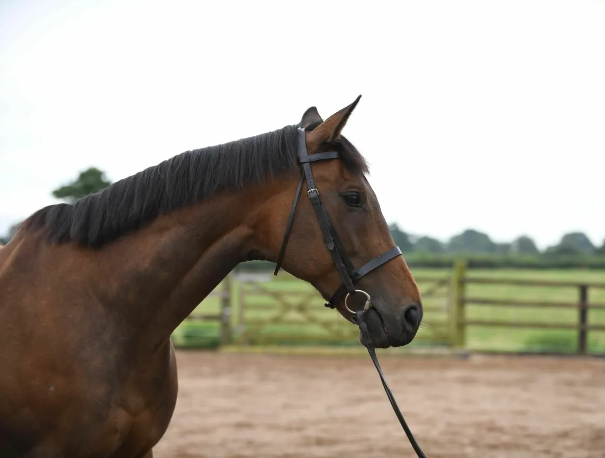 Horse - Image 3