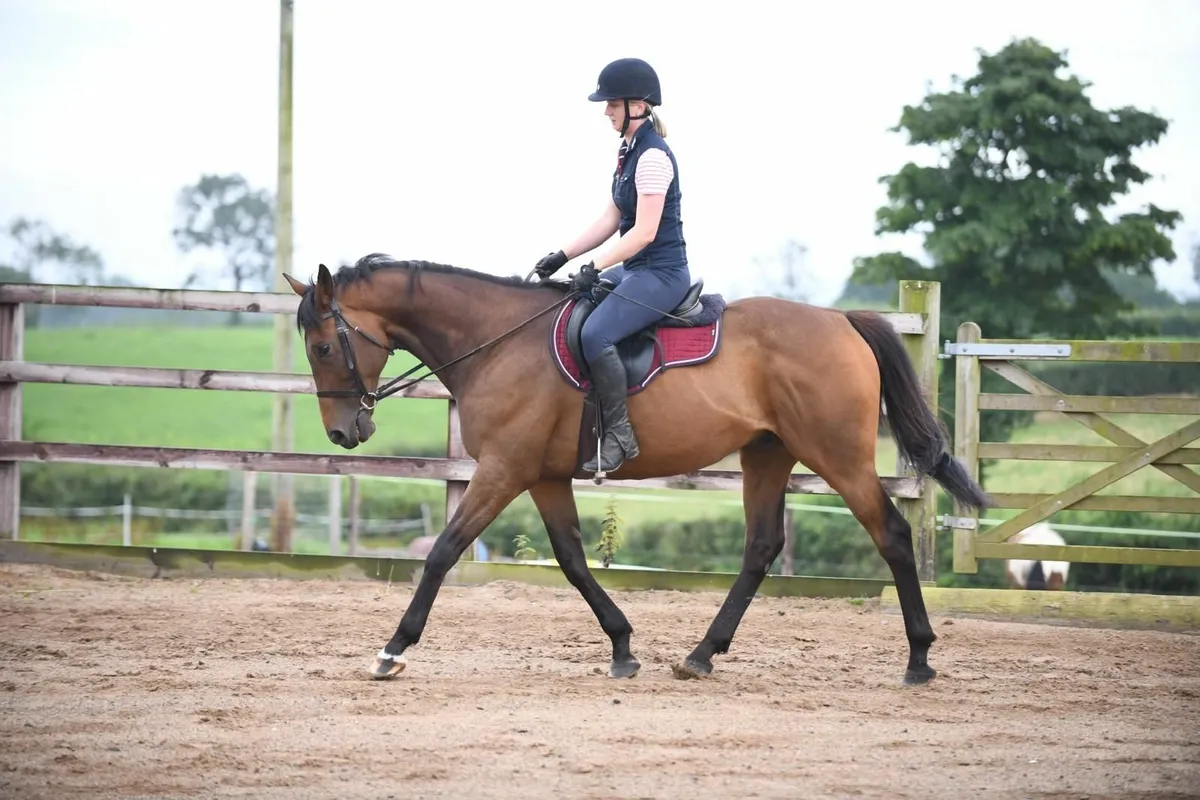 Horse - Image 4