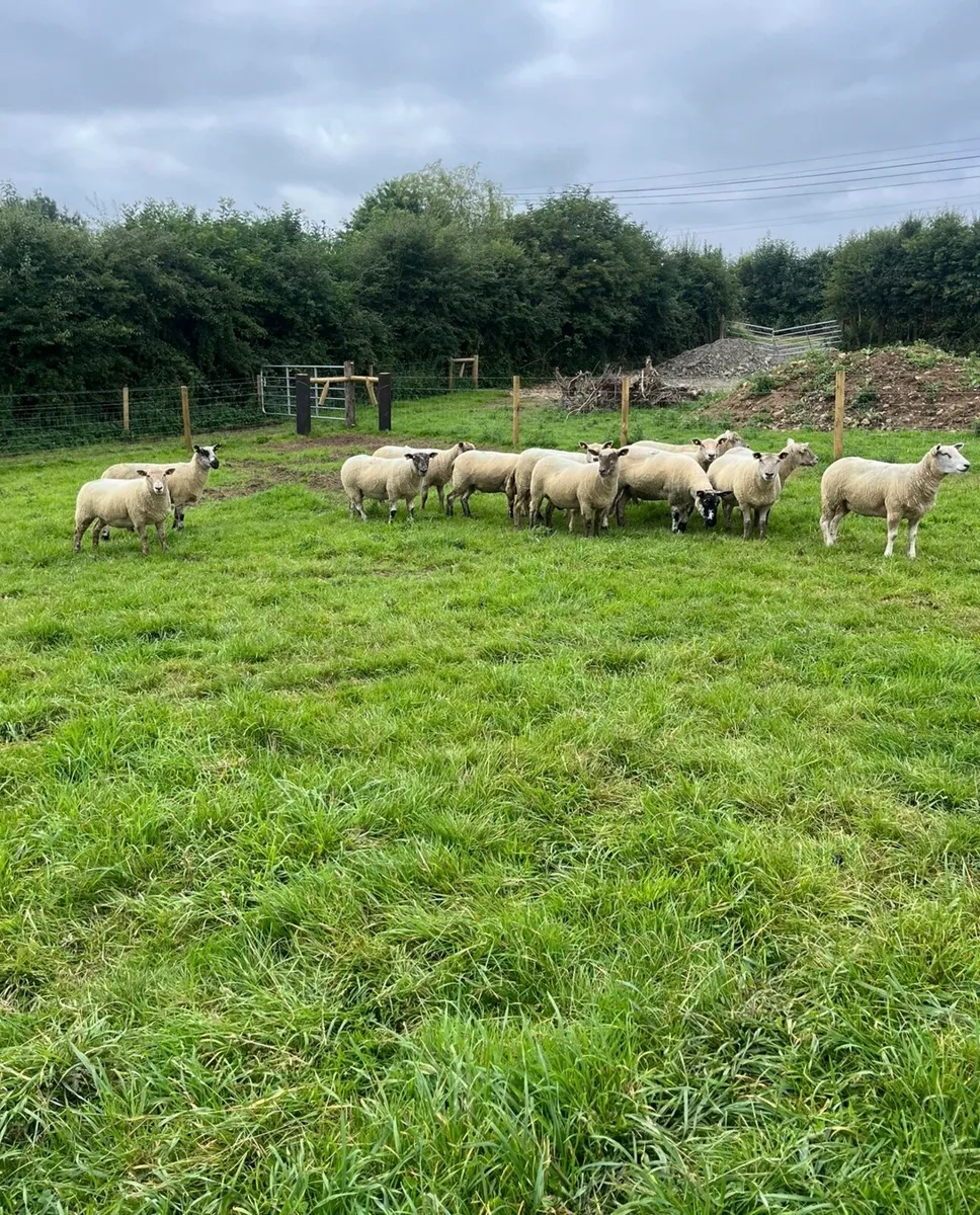 15 super hoggett ewes for sale - Image 1