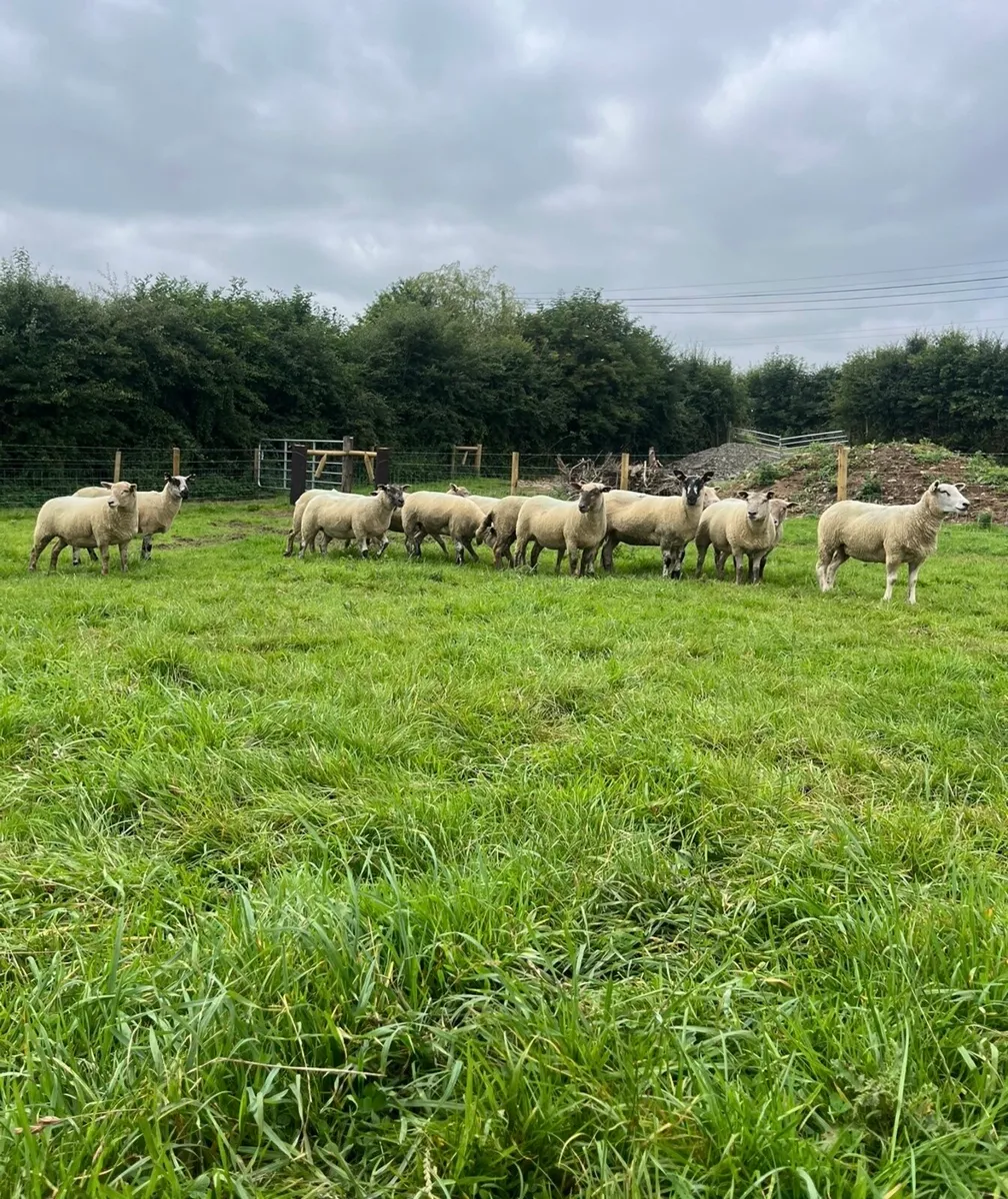 15 super hoggett ewes for sale - Image 2