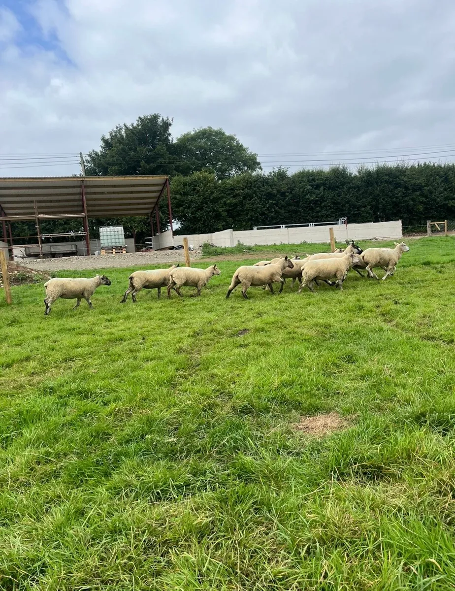 15 super hoggett ewes for sale - Image 3