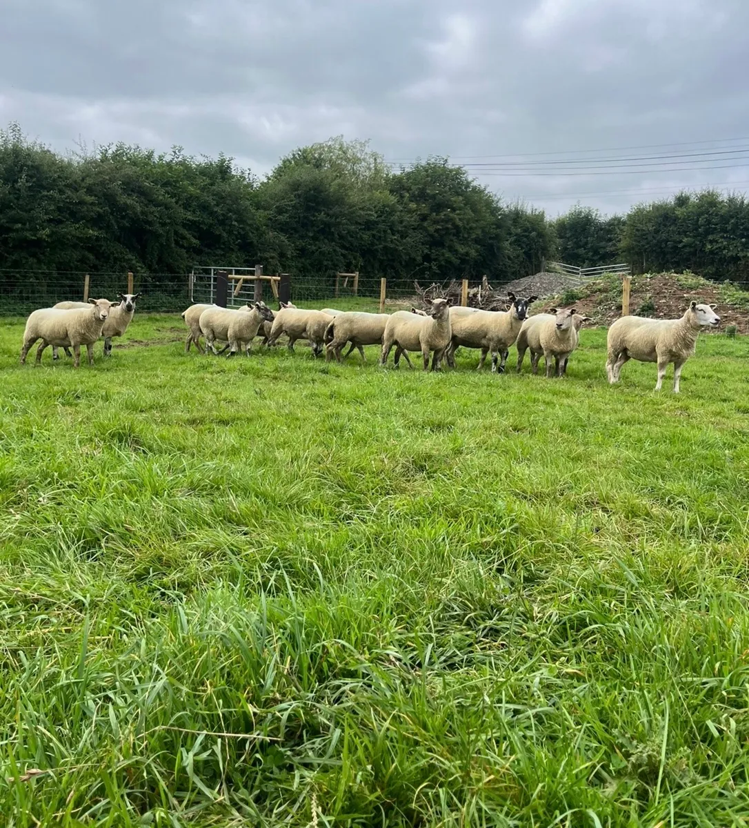 15 super hoggett ewes for sale - Image 4