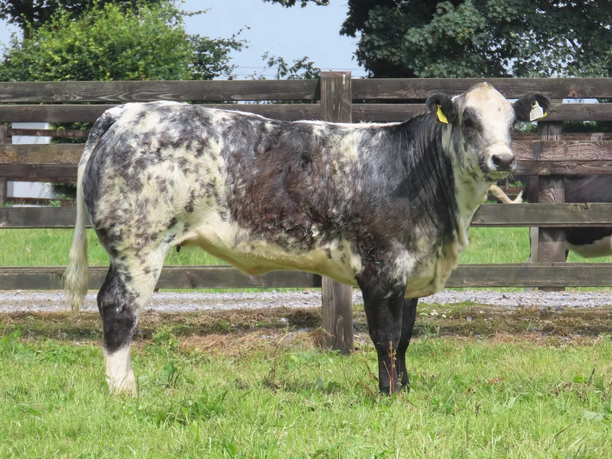 Super show/breading heifer for sale - Image 1