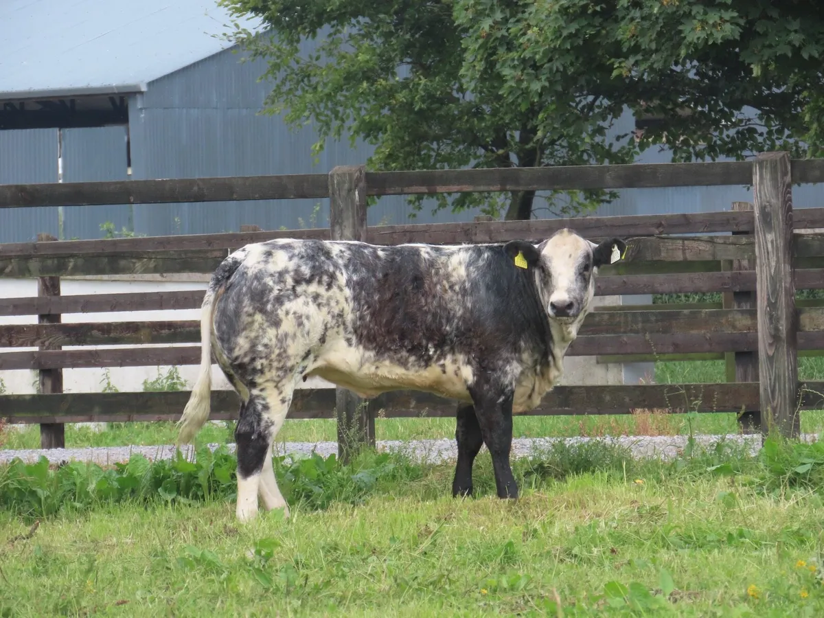 Super show/breading heifer for sale - Image 2