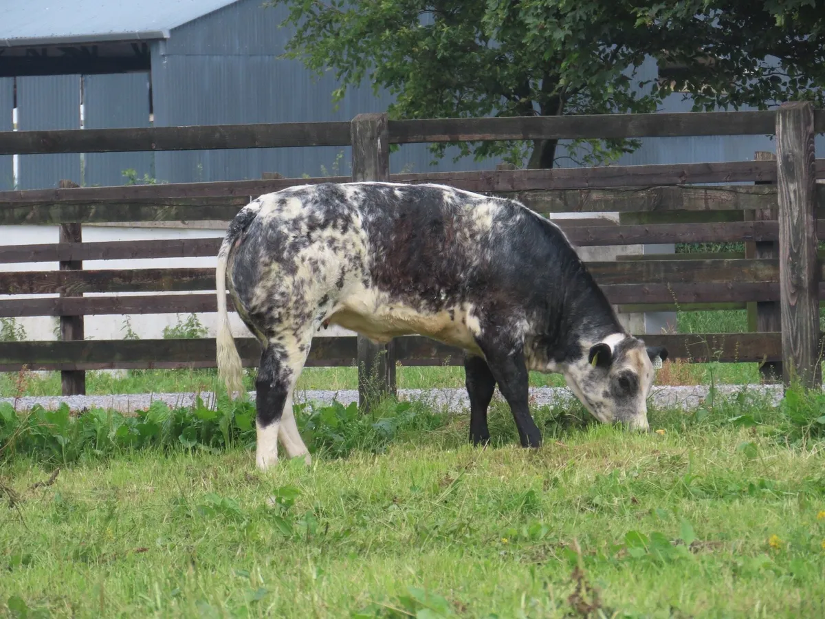 Super show/breading heifer for sale - Image 3