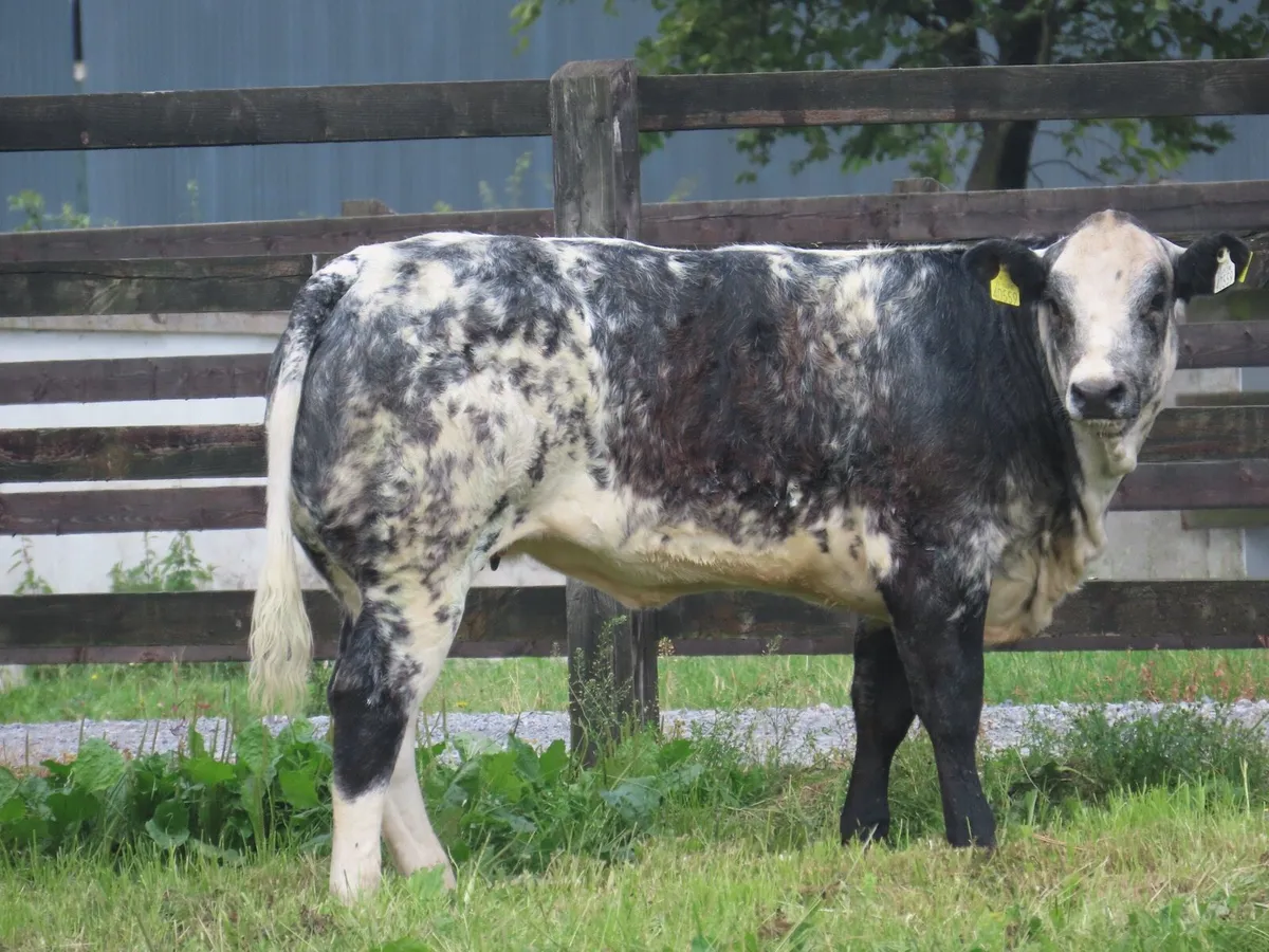 Super show/breading heifer for sale - Image 4