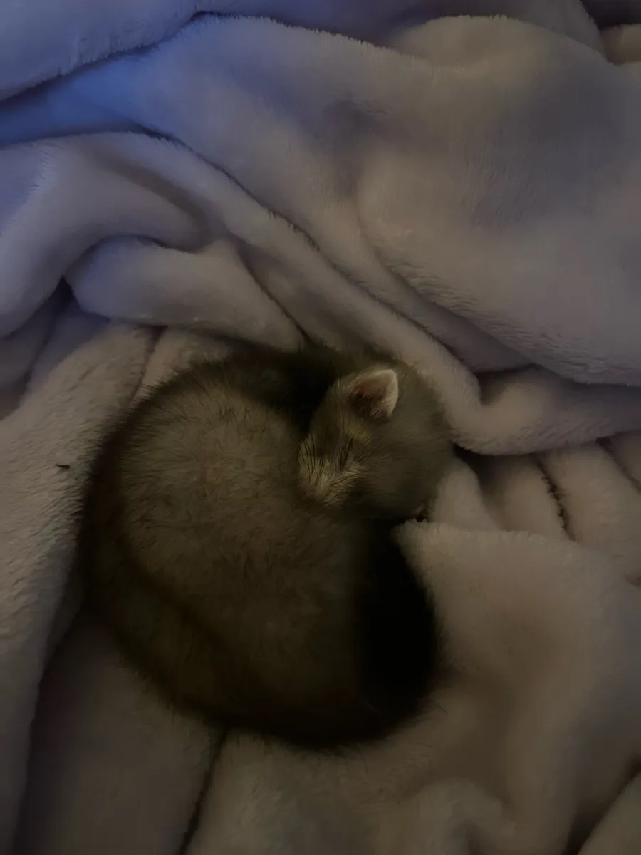 Ferret Jill - Image 1