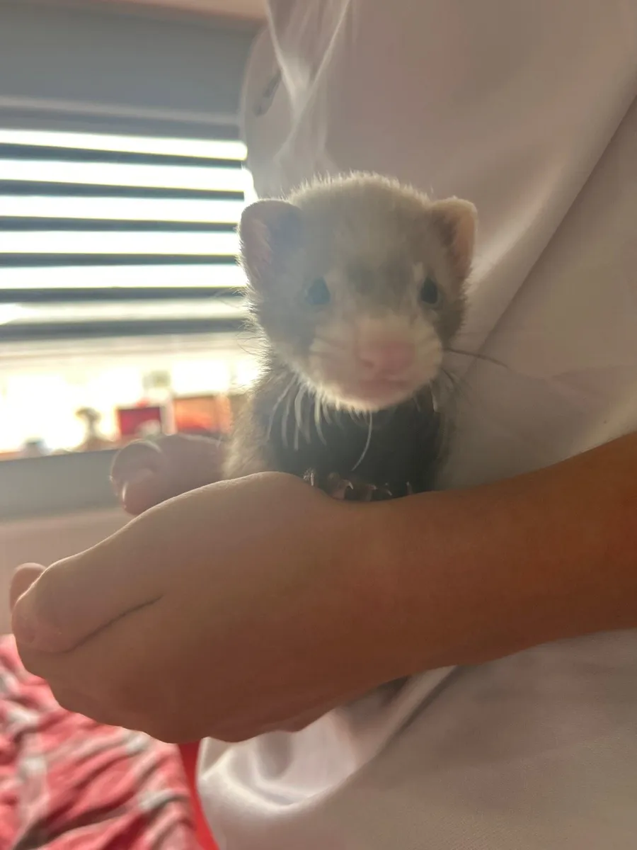Ferret Jill - Image 2