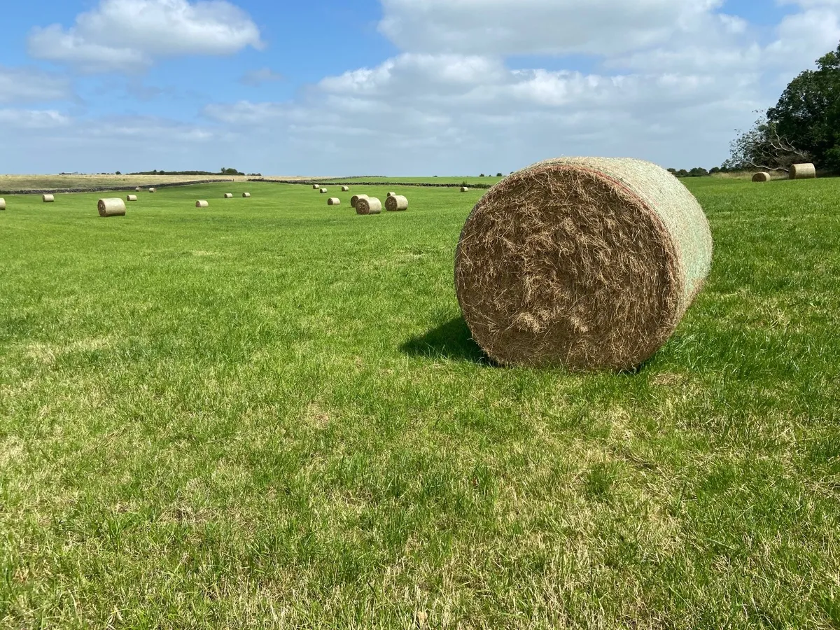 July Hay Top Quality Large Bales - Image 1