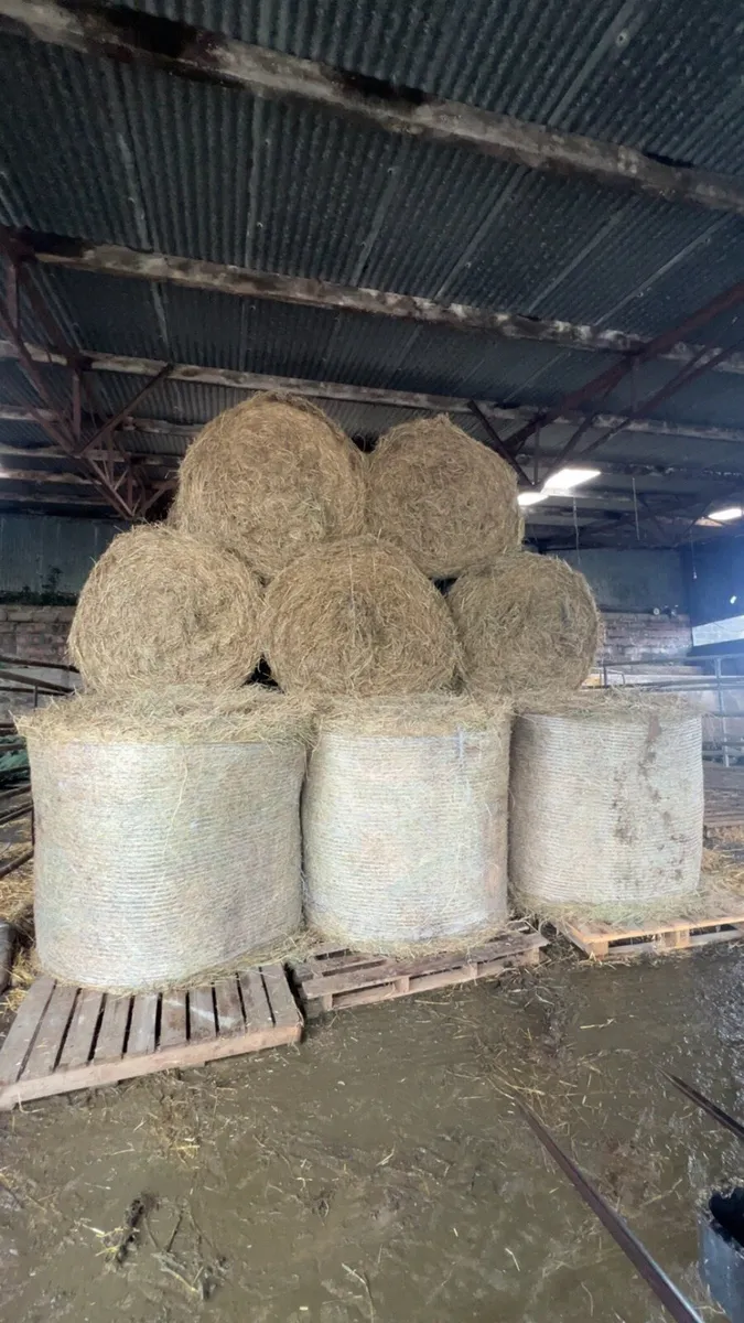 Hay