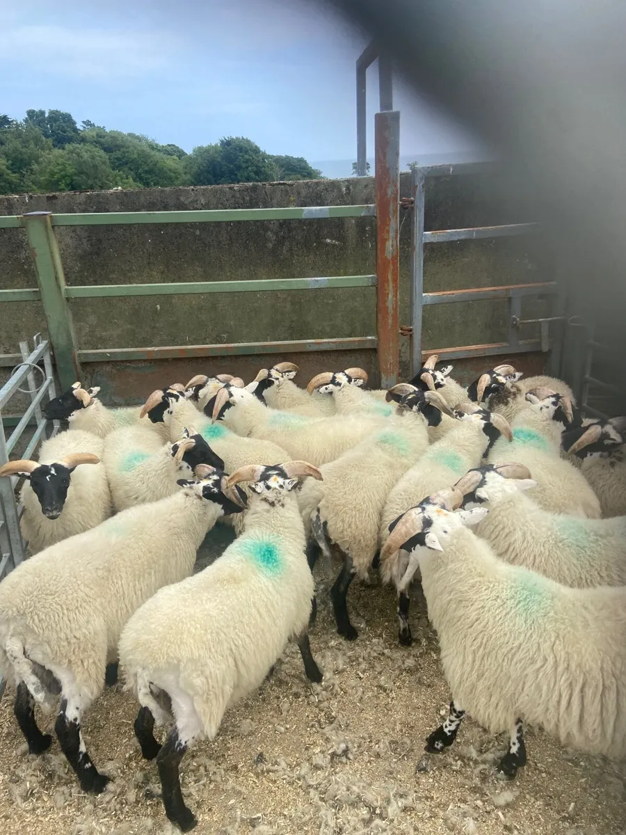 Sheep - Image 1