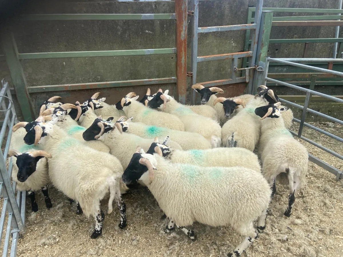 Sheep - Image 2