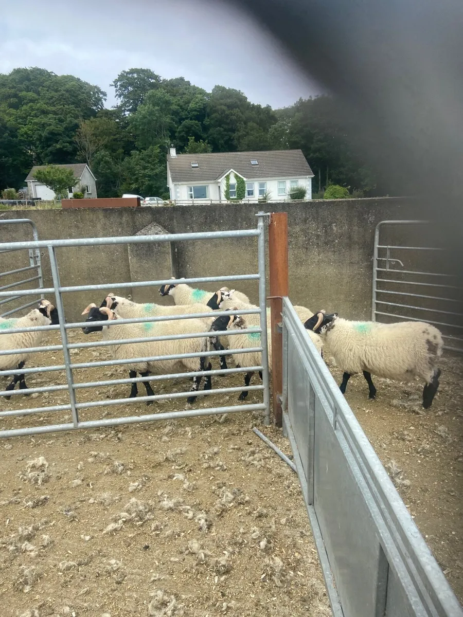 Sheep - Image 3