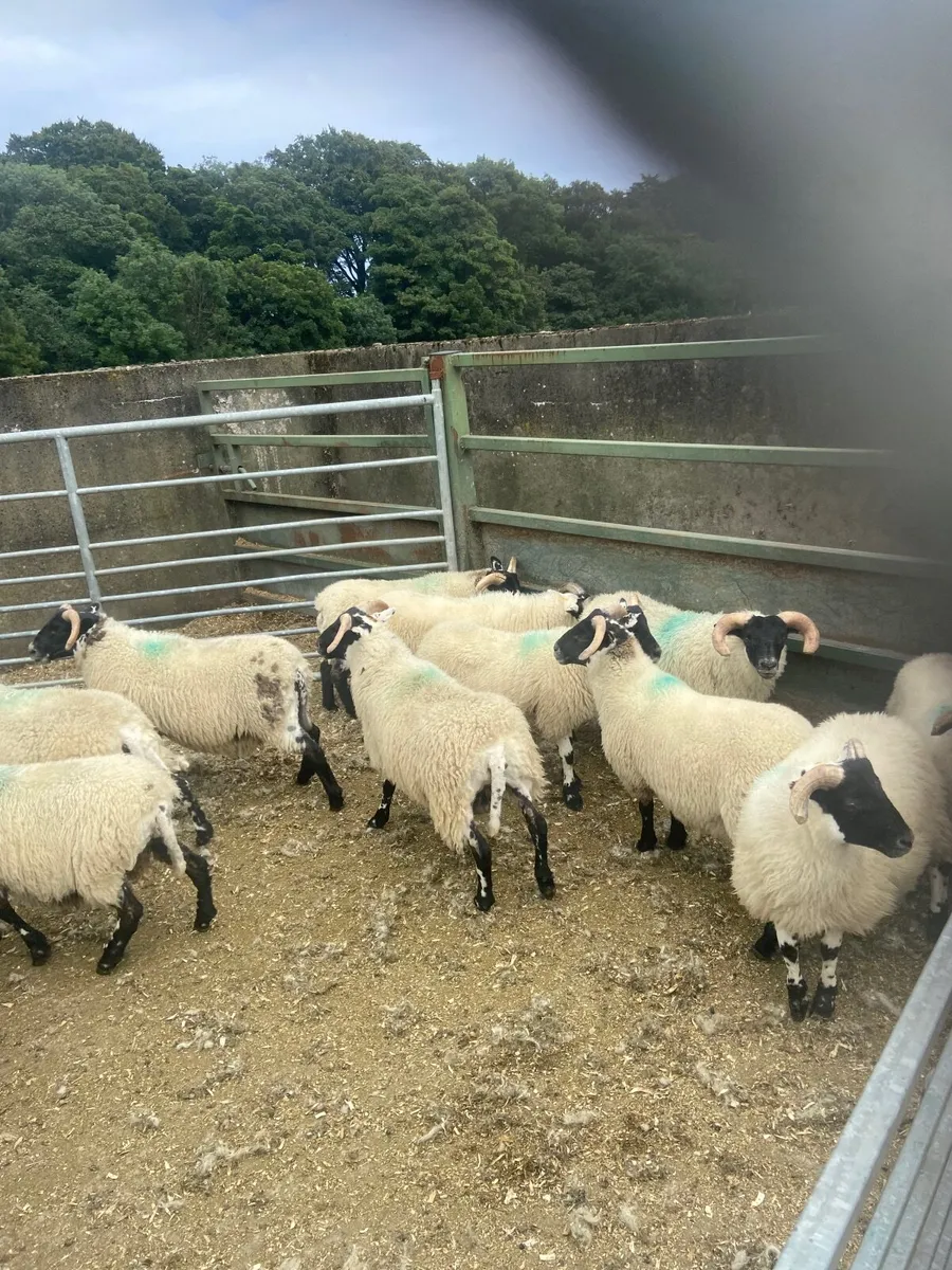 Sheep - Image 4