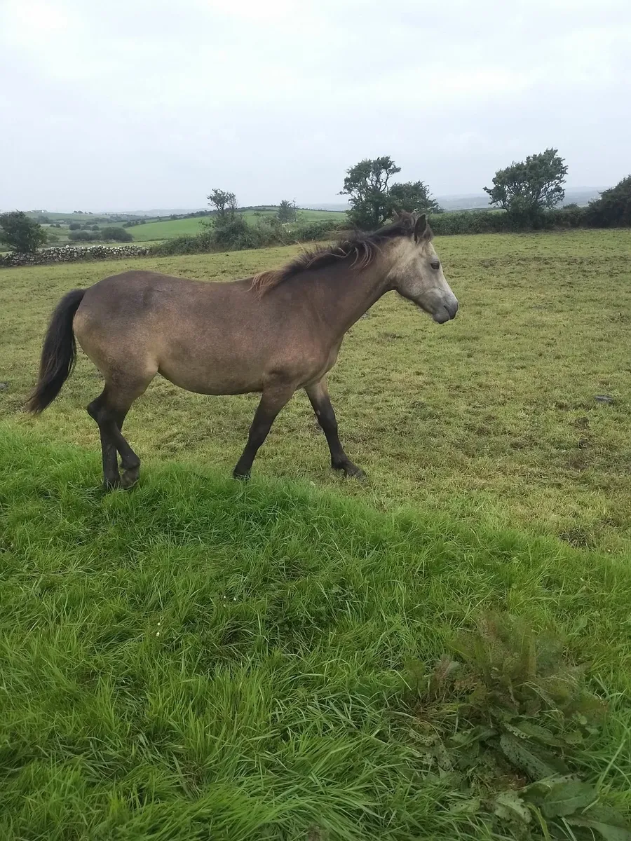 Connemara yearling filly - Image 2