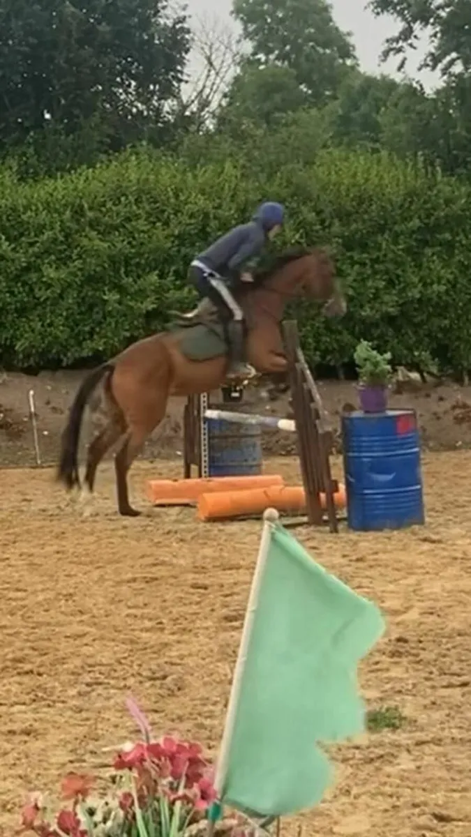 Riding Horse - Image 4