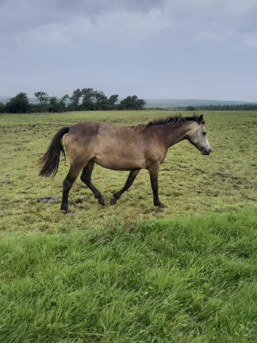 Connemara yearling filly - Image 4