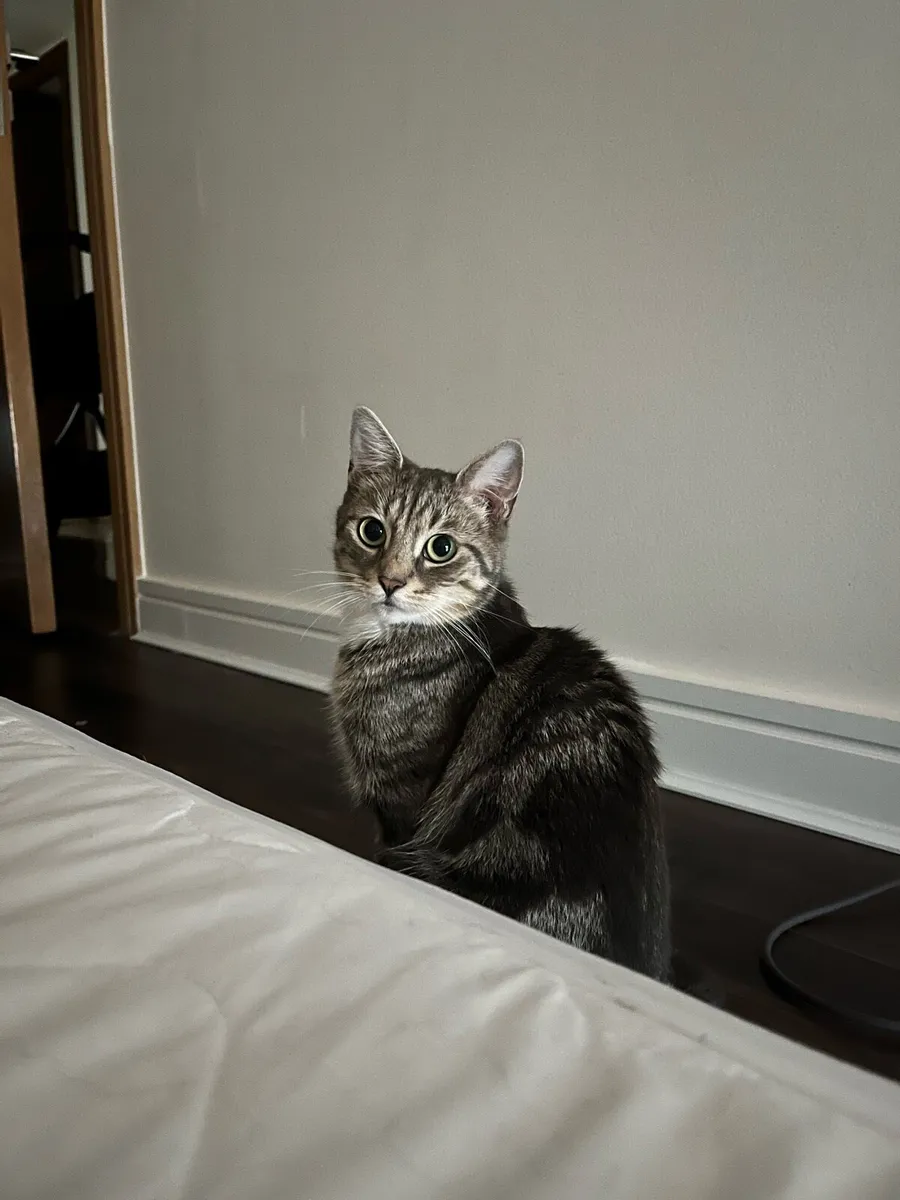 Cat for sale - Image 1