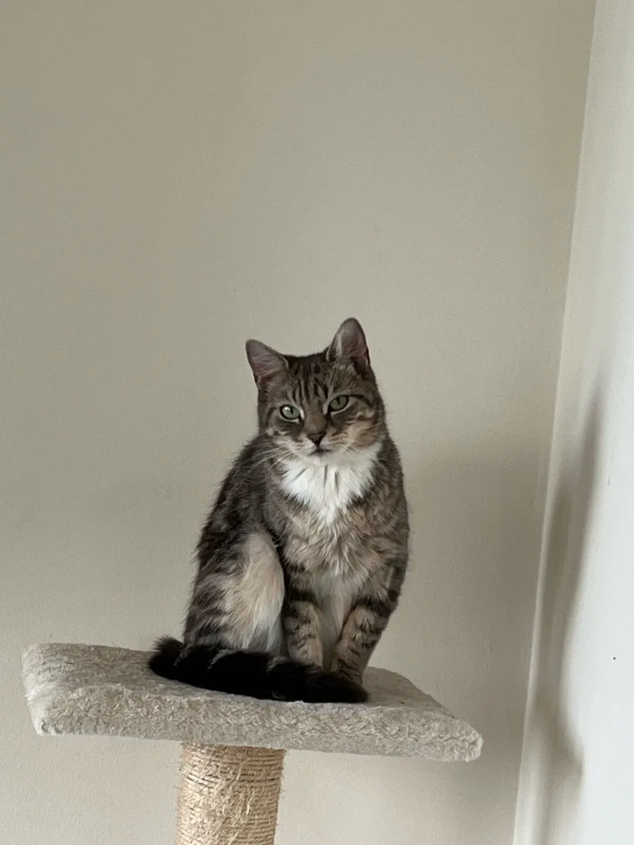 Cat for sale - Image 2