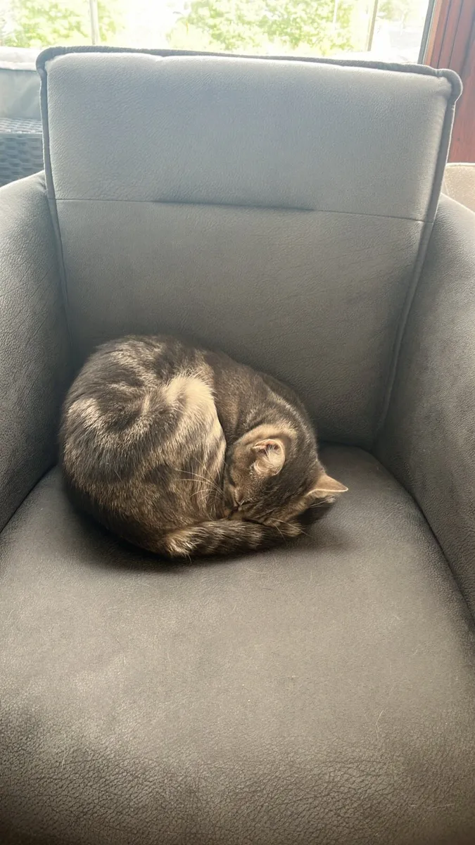 Cat for sale - Image 4