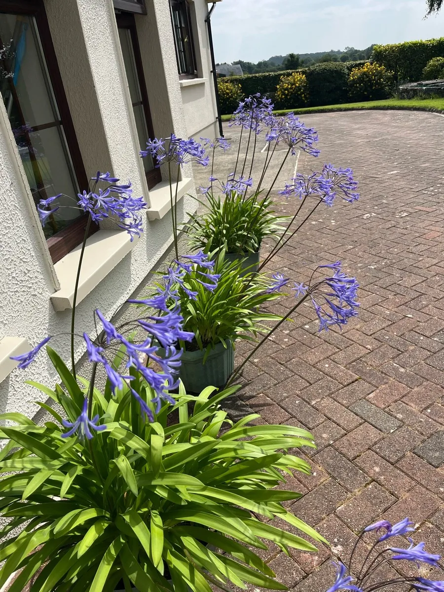 Flowers - Image 1