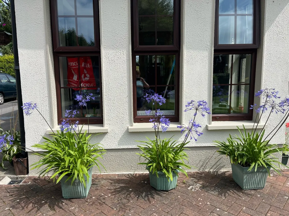 Flowers - Image 2