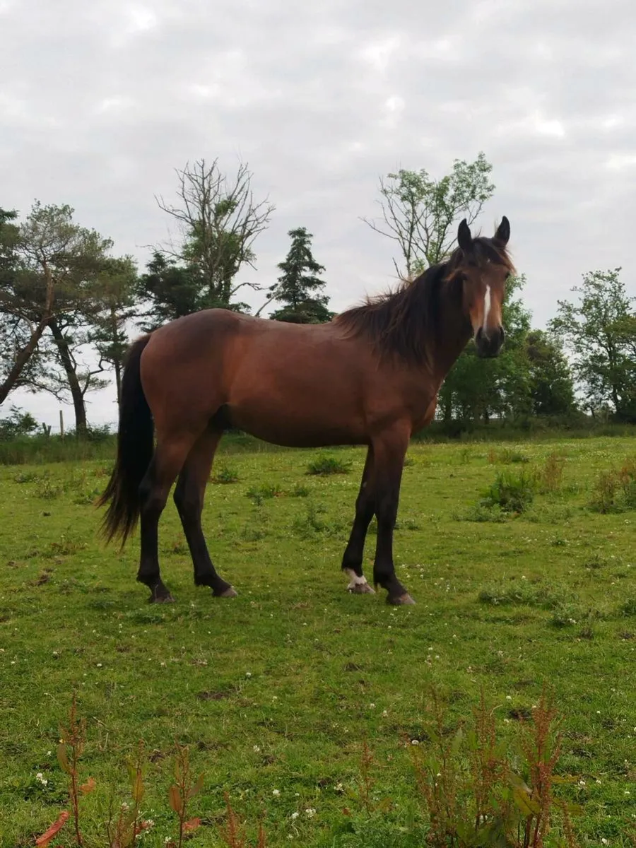 2 Irish sport Horse geldings - Image 1
