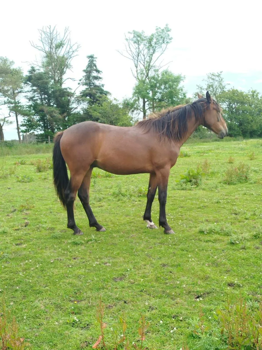 2 Irish sport Horse geldings - Image 2