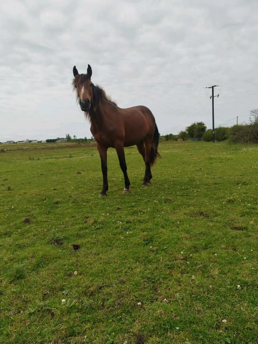 2 Irish sport Horse geldings - Image 3