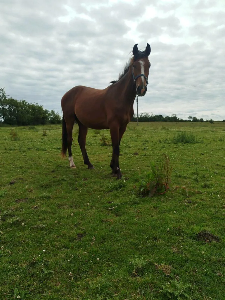 2 Irish sport Horse geldings - Image 4