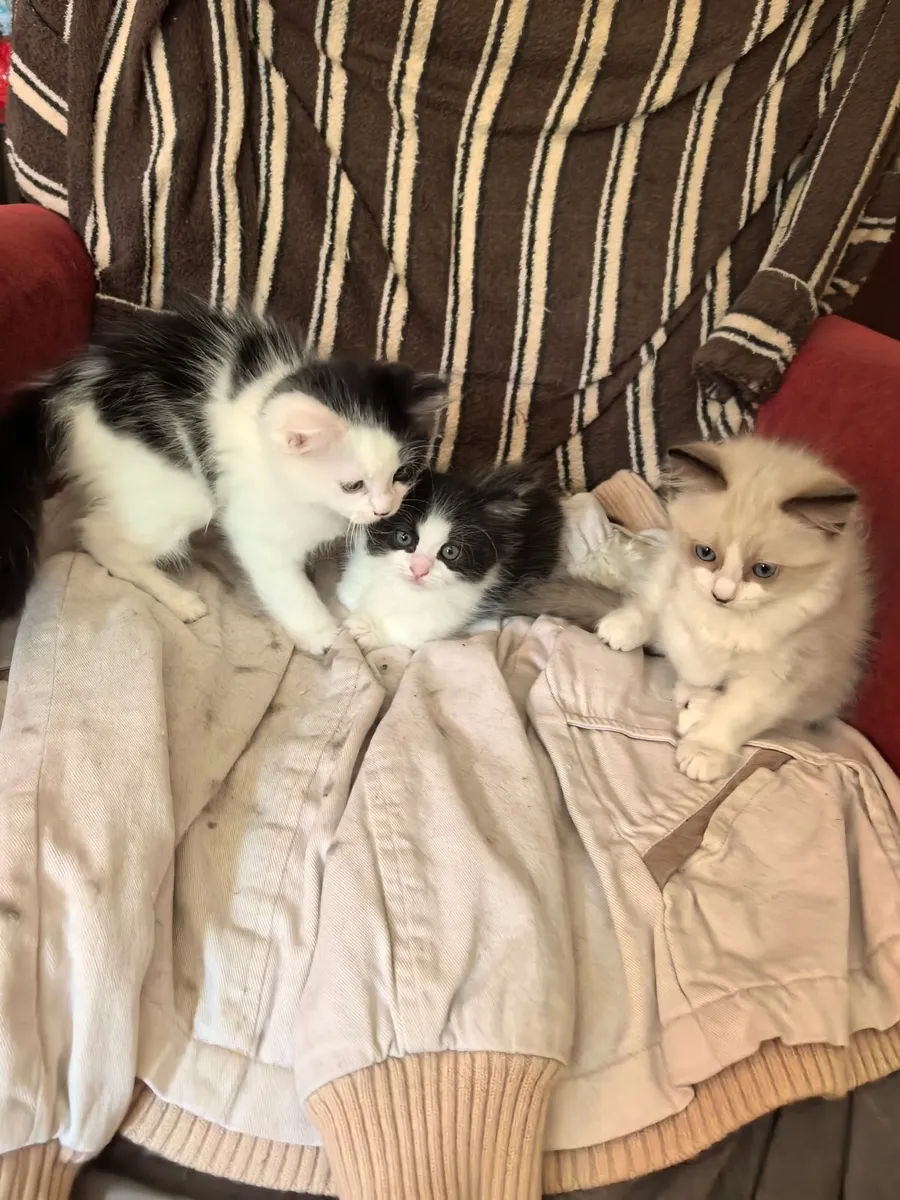 Ragdoll mix kittens - Image 1