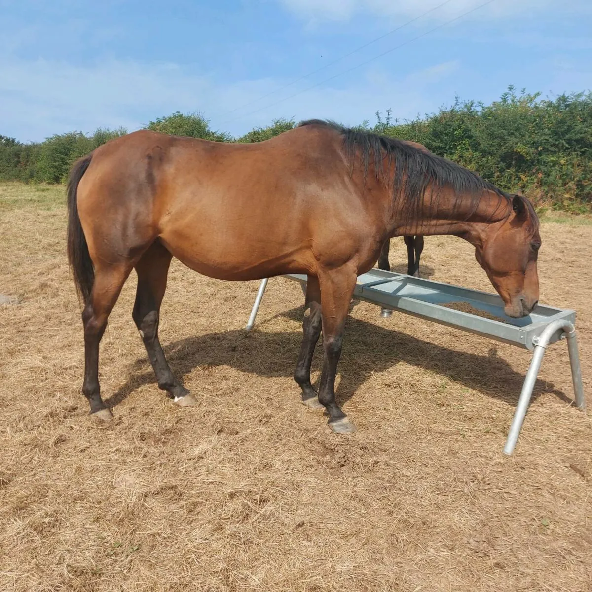 Thoroughbred Broodmare in foal - Image 1