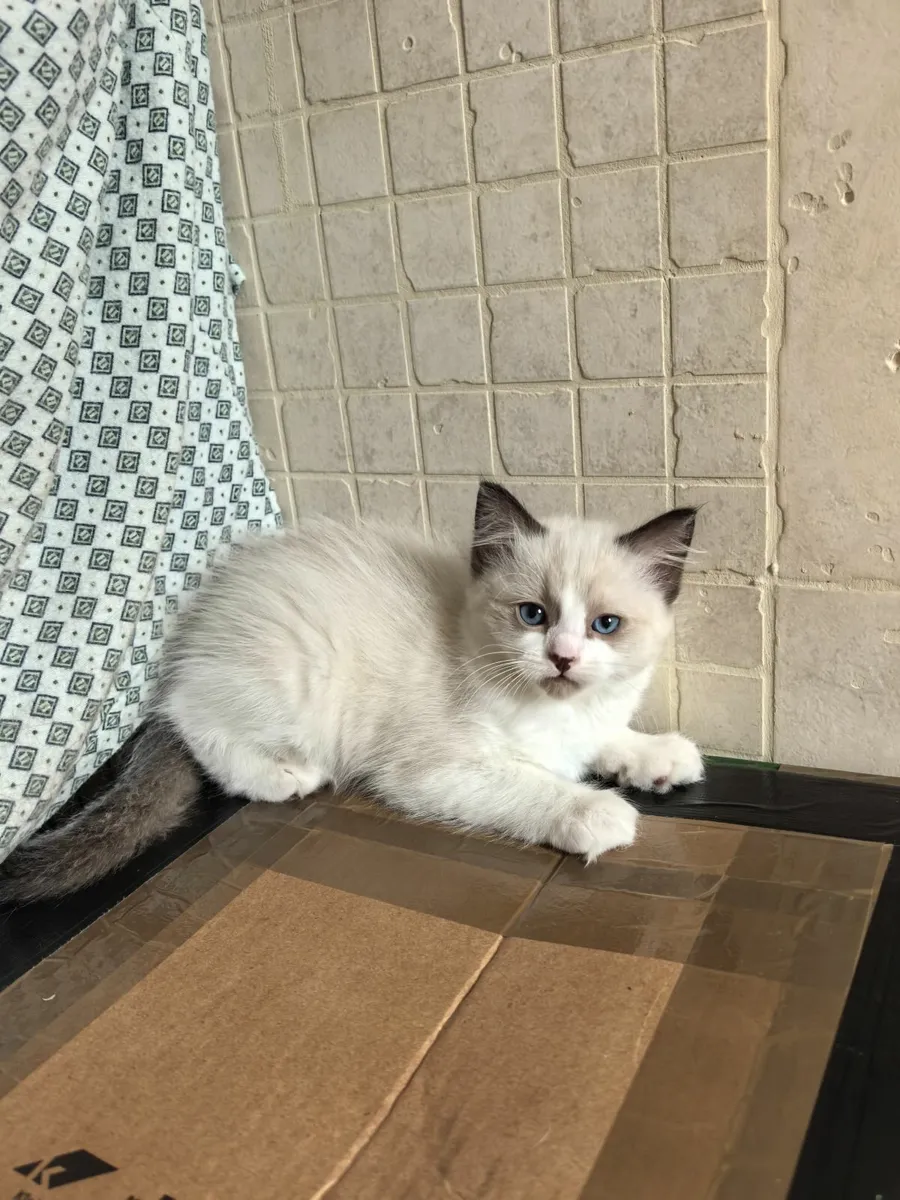 Ragdoll mix kittens - Image 2