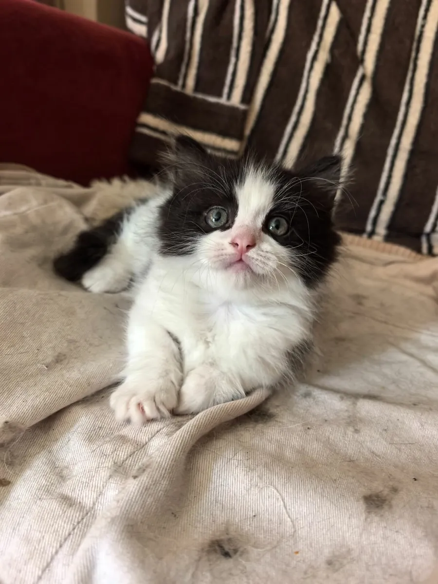 Ragdoll mix kittens - Image 3