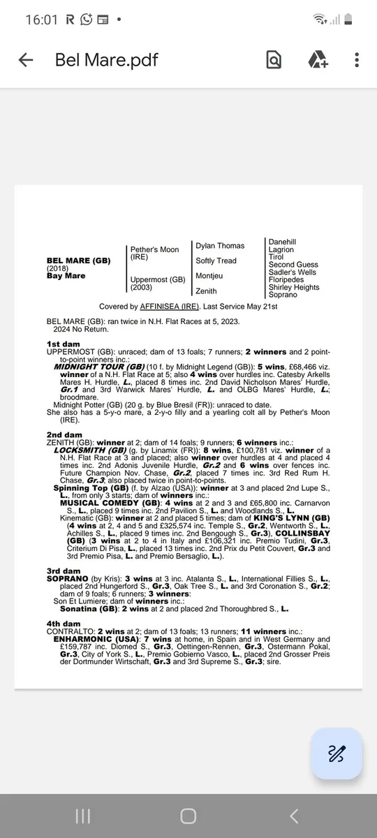 Thoroughbred Broodmare in foal - Image 2