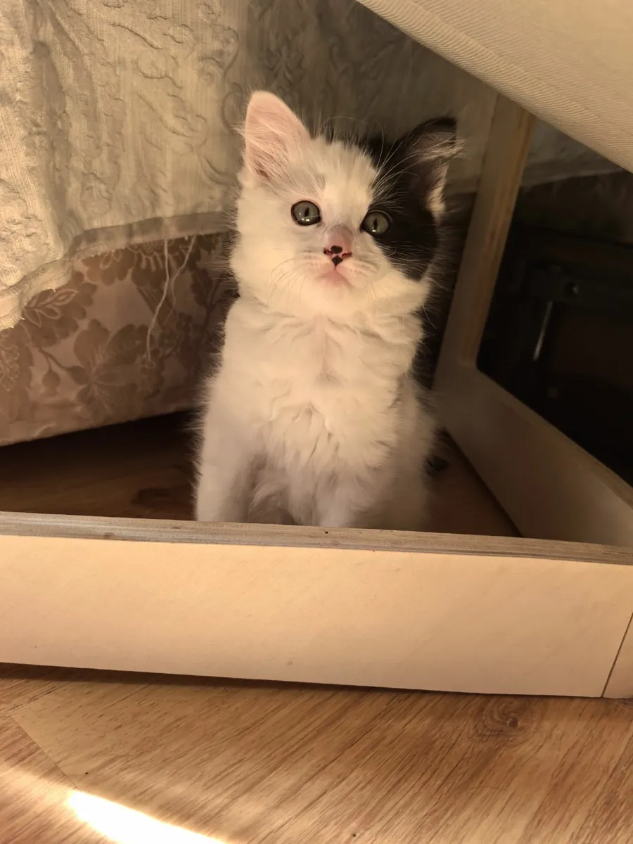 Ragdoll mix kittens - Image 4