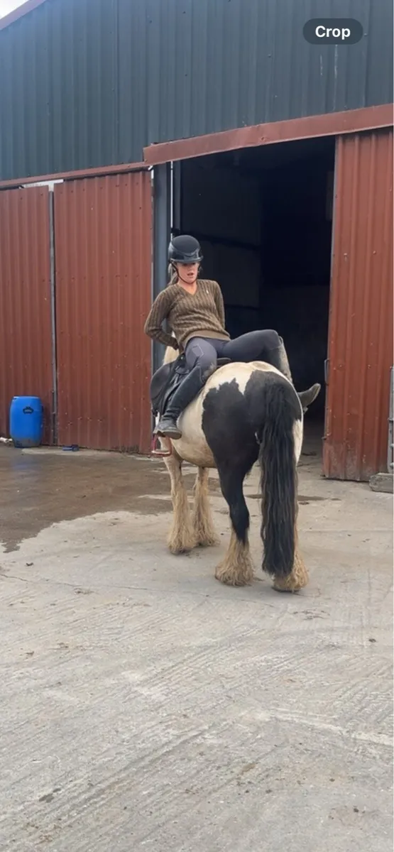 12:2 kids pony - Image 2